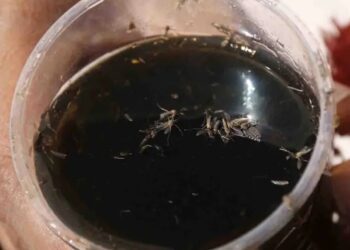 México: 123 mil 141 casos de dengue y 462 muertes al cierre del año