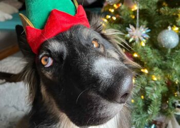 Comparan a un perrito con cara torcida con obra de Picasso