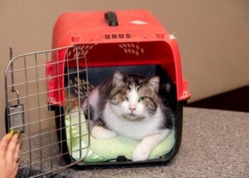 Por primera vez, Chihuahua dicta una condena por maltrato animal