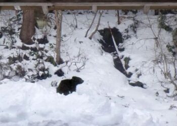 Graban a un oso entrando a una casa