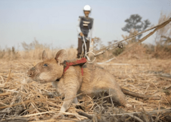 Entrenan ratas gigantes para búsqueda y rescate