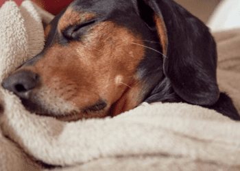 Se registra tercer envenenamiento masivo de mascotas en Tekax, Yucatán