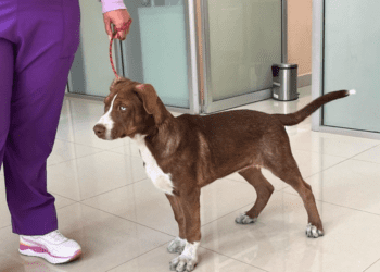 Buscan casa para perritos abandonados por peregrinos en la CDMX