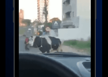 Vaca ‘rápida y furiosa’ atropella a un motociclista y todo queda en vídeo