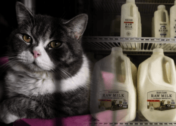 Dos gatitos mueren tras consumir leche cruda contaminada con gripe aviar