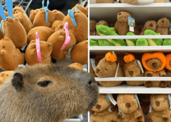 Todo lo que debes saber sobre los capibaras