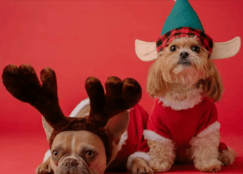 Alimentos navideños podrían hacer daño a las mascotas, advierten veterinarios