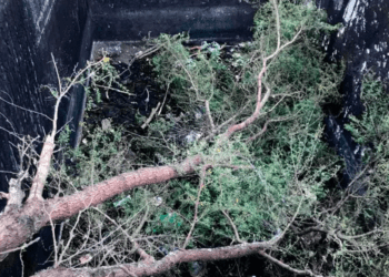 Rescatan a familia de osos de un pozo en Nuevo León