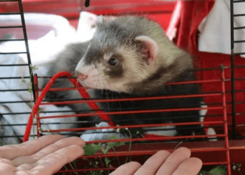 ¿Es recomendable es tener un hurón en casa? aquí te decimos