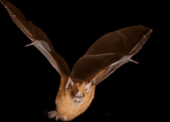 Mujer muere de rabia por mordedura de murciélago