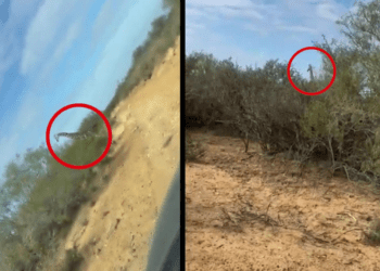 Jirafas se pasean en los límites de Coahuila y Nuevo León