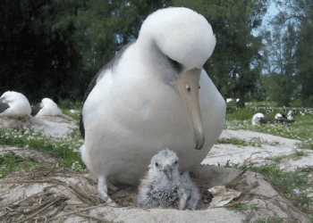 El ave silvestre más vieja del mundo pone un huevo a sus 74 años