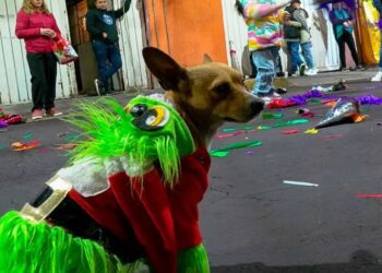 Suben los reportes de mascotas perdidas por pirotecnia en fin de año