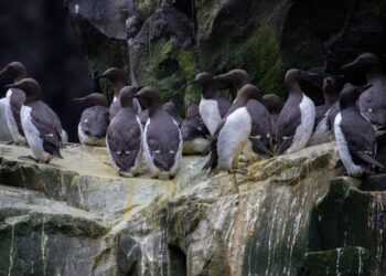 Millones de aves marinas murieron en Alaska debido a una ola de calor