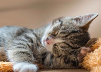 Mujer demanda a su esposo por atender más a su gato