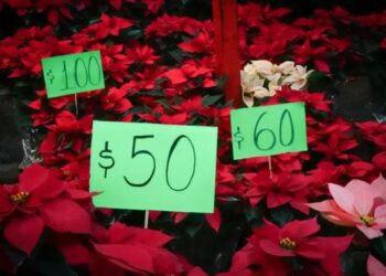 Profeco inicia operativo por vacaciones decembrinas