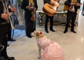 Familia celebra los XV años de su perrita y se hace viral