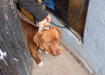 Detienen a dueños de perrito que murió de hambre