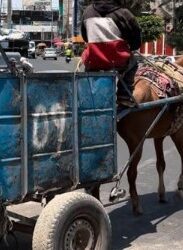 Salinas Pliego quiere ayudar a jubilar a caballo ‘Pancho’