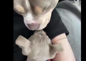Mujer adopta bulldogs ciegos y demuestra que con amor y paciencia todo es posible