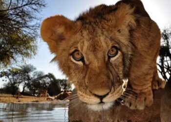 León mata a trabajador de safari en Altamira al limpiar su jaula