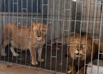 Rescatan a un león y una leona durante un cateo en Puebla