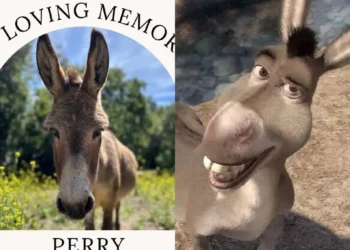 Muere el burro que inspiró al famoso personaje de Shrek