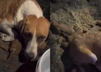 Perrita se niega a dejar a sus cachorros quemados vivos en Puebla