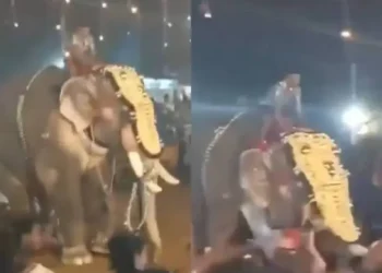 Elefante embiste a multitud en un festival de la India