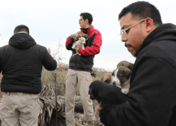 Rescatan a 24 perritos a punto de morir por bajas temperaturas