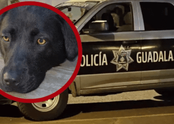Acuchillan a perrito por proteger a su dueña durante una discusión