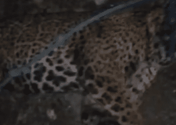 En San Luis Potosí, hombre mata a jaguar por ‘meterse con su ganado’