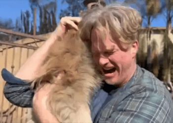 Perrito desafia las llamas durante 5 días y se reencuentra con su dueño