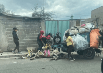 Caballo colapsa en calles del Estado de México tras explotación laboral