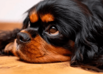 Investigan envenenamiento masivo de perros en Michoacán