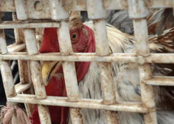 Frenan sacrificios de animales en ritos religiosos en CDMX