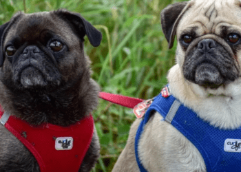 Mujer pierde la vida y sus perros se la comen