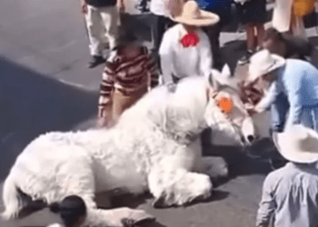 Colapsa caballo que jalaba calandria en Atlixco