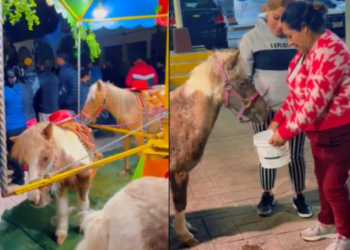 Rescatan a 4 ponis de carrusel de una feria en Los Reyes La Paz, Estado de México