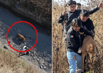 Rescatan a perrito de un canal de aguas negras en Ixtapaluca