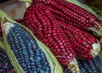 La mayoría del maíz en México es transgénico de EU