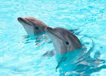 Acusan maltrato por la muerte de delfines en hotel de la Riviera Maya