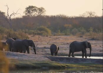 Niño sobrevive 5 días con leones en safari de África