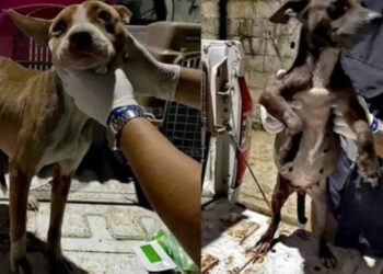 Salvan a tres perros en estado de extrema delgadez