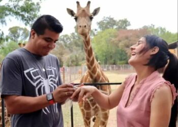 Cásate con jirafas de testigos en el Zoológico de Morelia
