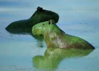 Aparecen capibaras pintados de verde por cianobacterias