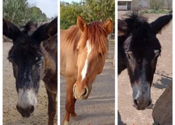 Desaparecen tres burros y tres caballos de Burrolandia
