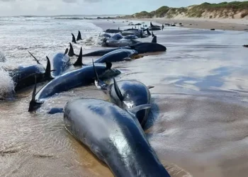 Aparecen 157 defines varados en playa de Australia