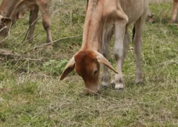 Nuevo brote de gusano barrenador del ganado en México