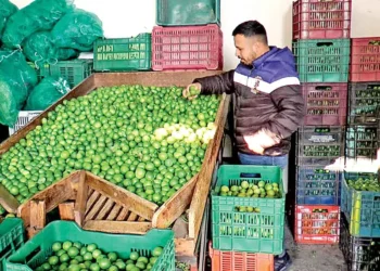 Extorsiones continúan asfixiando a productores de limón